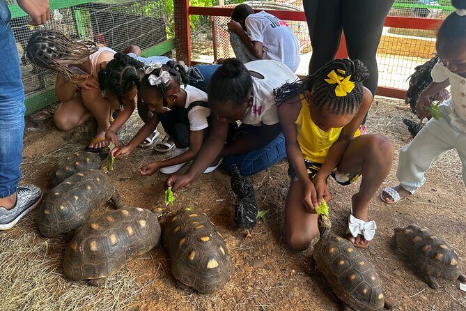 Connors Farms Petting Zoo - Entering the farm: the dirt trail, the animal time, and the pacing