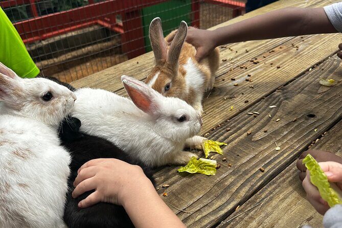 Connors Farms Petting Zoo - Private tour style: calmer for families, easier for groups