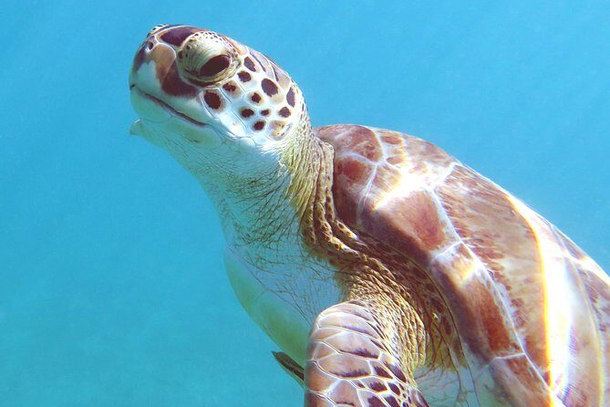 Coral Reef and Turtle Discovery Kayak and Snorkel Tour - Emerald Beach Resort: the 9:30 am start and how the day stays smooth