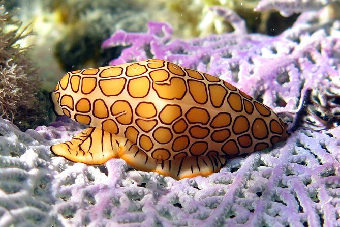 Coral Reef and Turtle Discovery Kayak and Snorkel Tour - Snorkel stop two: a sea turtle habitat and what guaranteed means