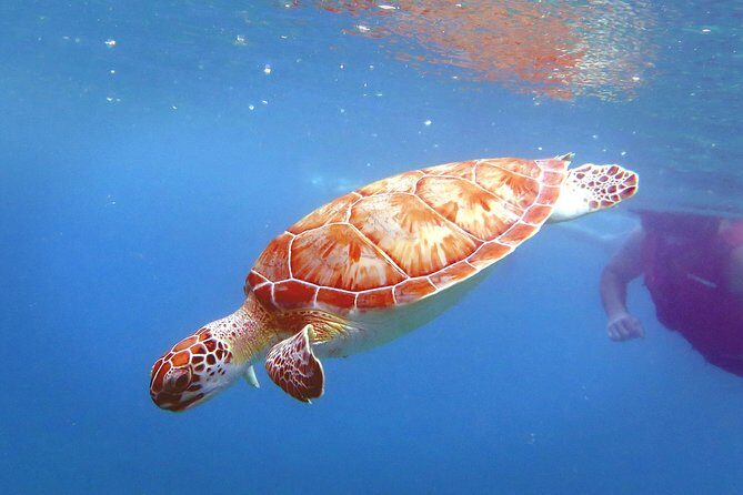 Coral Reef and Turtle Discovery Kayak and Snorkel Tour - Who should book this kayak and turtle snorkel, and who should skip it