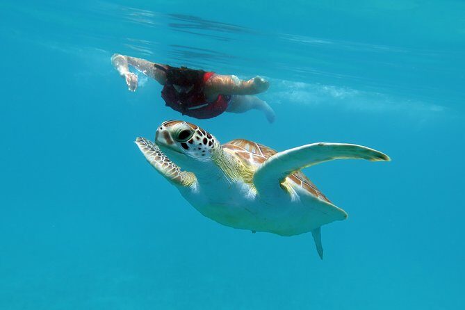 Coral Reef and Turtle Discovery Kayak and Snorkel Tour - Kayak time plus a real snorkel lesson (no experience required)