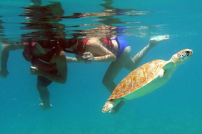 Coral Reef and Turtle Discovery Tour - Getting To Emerald Beach Resort (And Why It Matters)