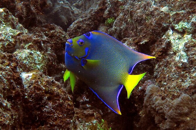Coral Reef and Turtle Discovery Tour - The Beach Break: Lunch That Doesn’t Feel Like an Afterthought