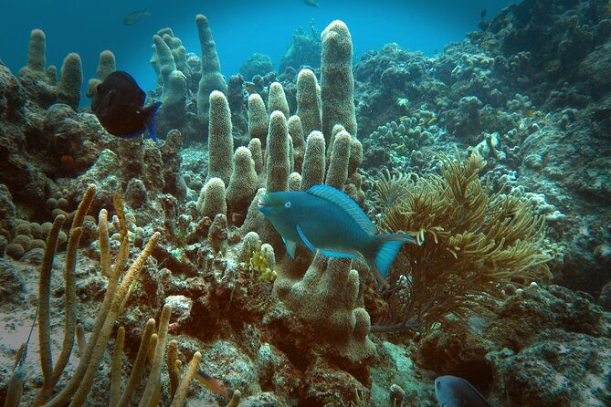 Coral Reef and Turtle Discovery Tour - Stop 2: Sea Turtle Snorkeling With the Help of Current and Breeze