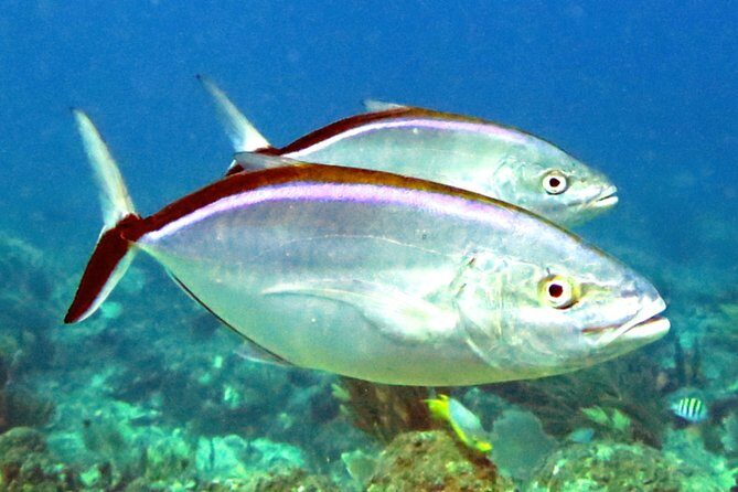 Coral Reef and Turtle Discovery Tour - Price Check: Is $159 Good Value for a St Thomas Kayak + Turtle Day?