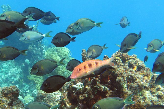 Coral Reef and Turtle Discovery Tour - Who Should Book It (And Who Should Pass)