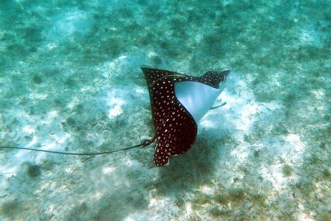 Coral Reef and Turtle Kayak Excursion - Why this St Thomas kayak-and-snorkel day works