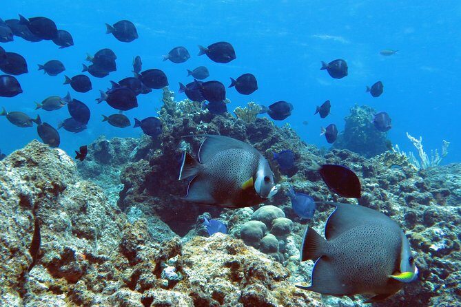 Coral Reef and Turtle Kayak Excursion - Stop 2: snorkeling with sea turtles in their natural habitat