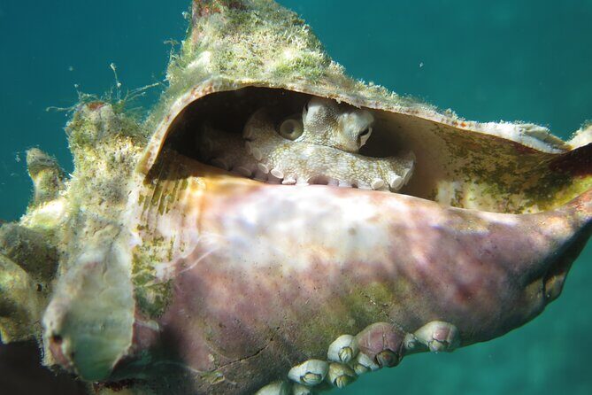 Coral Reef and Turtle Kayak Excursion - Photos and the Sven factor: why the included shots matter