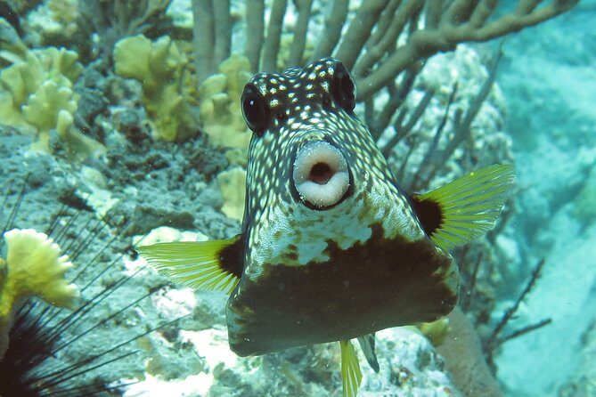 Coral Reef and Turtle Kayak Excursion - Small-group size: what changes when it’s not a crowd