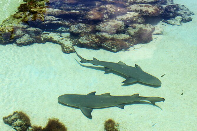 Guided Tour of Coral World Ocean Park & Happy Hour - Key points to know before you go