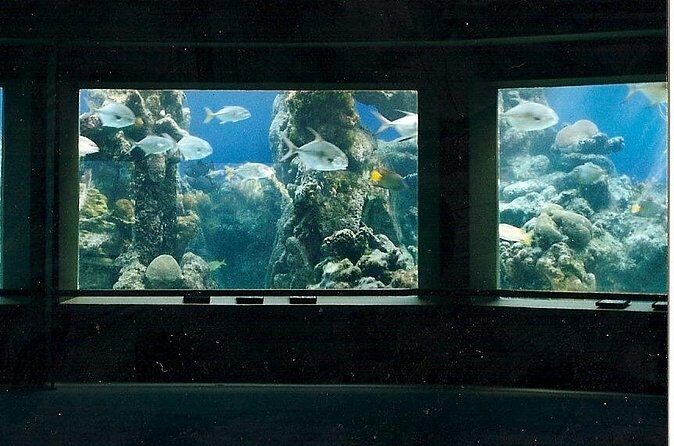 Guided Tour of Coral World Ocean Park & Happy Hour - Should you book it?
