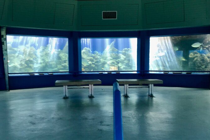 Guided Tour of Coral World Ocean Park & Happy Hour - The after-hours guided walk: stingrays, turtles, fish, birds, and mangroves