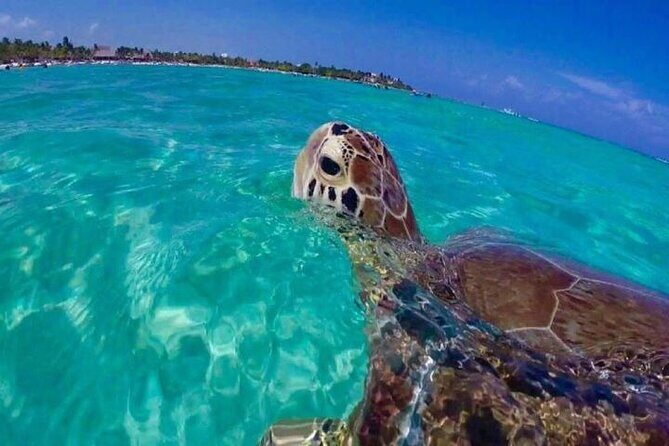 Half Day Snorkeling Tour from Margaritaville - Half-Day Snorkeling Off St. Thomas: What Makes It Worth Your Money