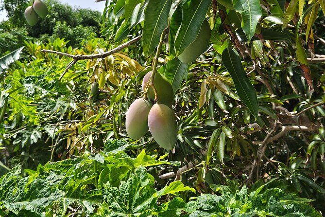Island Eco Farm Tour with Local Treats and Sapphire Beach Time - Should you book this Island Eco Farm Tour and Sapphire Beach time?