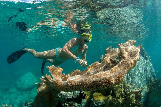 Maho Bay Turtle Snorkel with Lunch and Bar at Frenchman's Reef - Key highlights to know before you go