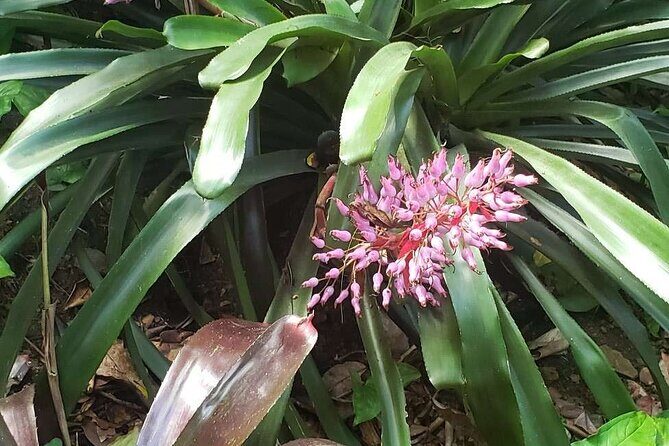 Nature and Sightseeing at Phantasea Tropical Botanical Garden - Who this tour suits best in St. Thomas