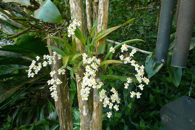 Nature and Sightseeing at Phantasea Tropical Botanical Garden - The biggest drawback: timing and value can make or break it