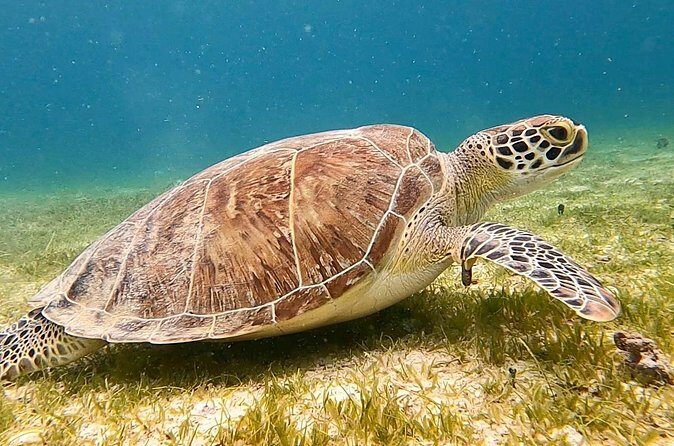 Private Full Day Charter to the British Virgin Islands from USVI - Stop-by-stop: how the day flows from Tortola to Jost Van Dyke