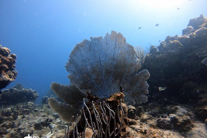 Private Full Day Guided Snorkeling or Diving Charter in St Thomas - Ledges of Little St. James: protected waters and reef fish schools