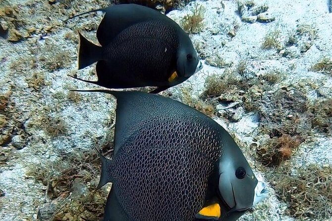 Private Full Day Guided Snorkeling or Diving Charter in St Thomas - What’s included onboard, and what you’ll still want to plan for