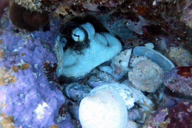 Private Full Day Guided Snorkeling or Diving Charter in St Thomas - Little Buck Island and Shipwreck Cove: coral, wreck stories, and first sightings
