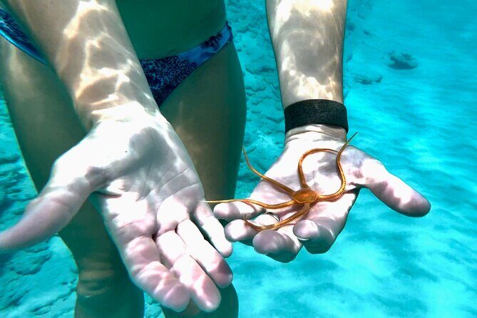 Private Luxury Catamaran Half Day Charter - Turtle Cove and Buck Island National Wildlife Refuge: the snorkeling stop