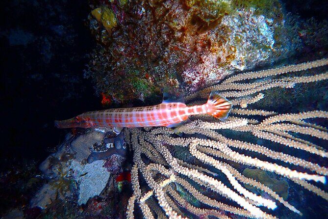 Private Sunset Charter + Guided Night Snorkeling in St Thomas - Your private 42-foot jet boat: what exclusive use changes