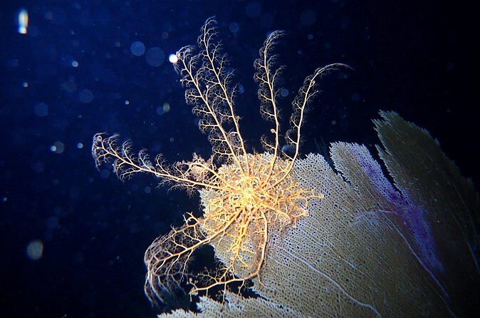 Private Sunset Charter + Guided Night Snorkeling in St Thomas - The sunset portion: ride, then choose your level of water time