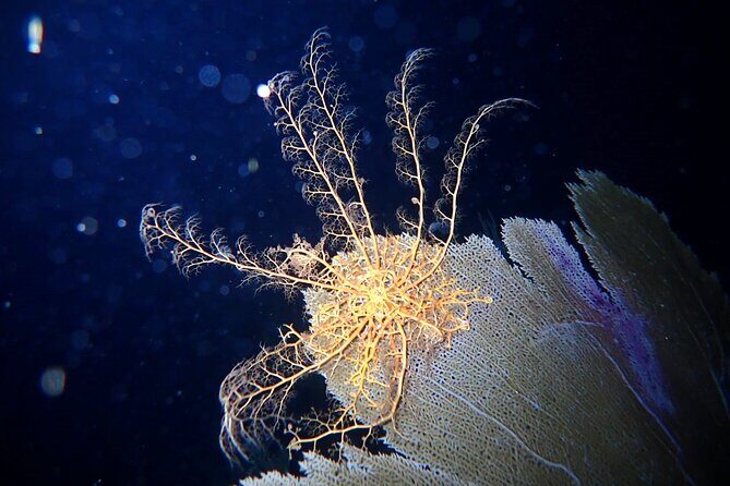 Private Sunset Charter + Guided Night Snorkeling in St Thomas - Starting from Aqua Marine Dive Center at Saga Haven Marina