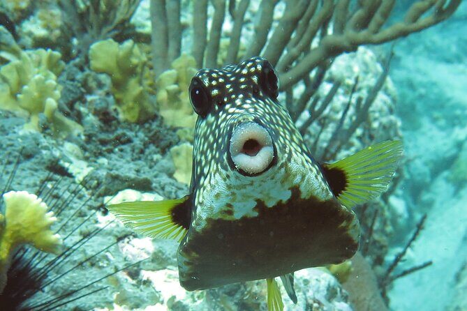 Reef and Turtle Adventure - Kayak and Snorkel Tour - Kayak-and-snorkel timing: what 5 hours feels like on St. Thomas