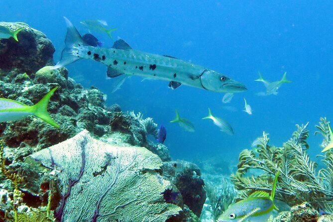Reef and Turtle Adventure - Kayak and Snorkel Tour - Stop 1: snorkel time at the coral reef (what you’ll notice first)