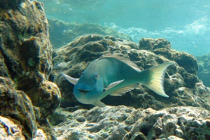 Reef and Turtle Adventure - Kayak and Snorkel Tour - Lunch on the water: picnic food that actually helps the day