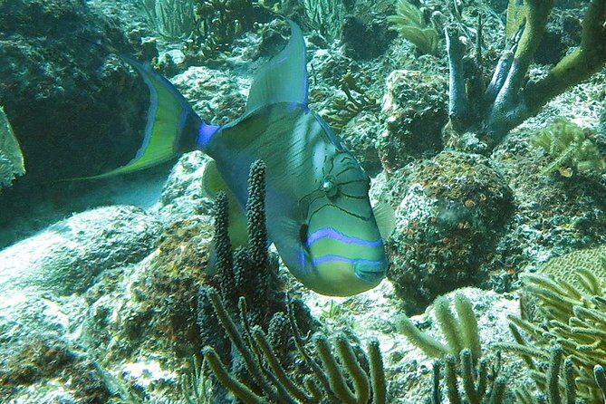 Reef and Turtle Adventure - Kayak and Snorkel Tour - Stop 2: sea-turtle habitat snorkeling in calmer conditions