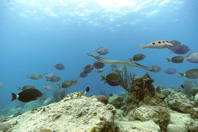 Reef and Turtle Adventure - Kayak and Snorkel Tour - Photos and that $159 price: what’s included versus what costs extra