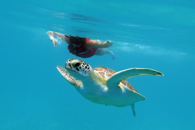 Reef and Turtle Adventure - Kayak and Snorkel Tour - Meeting at Emerald Beach Resort and getting geared up fast