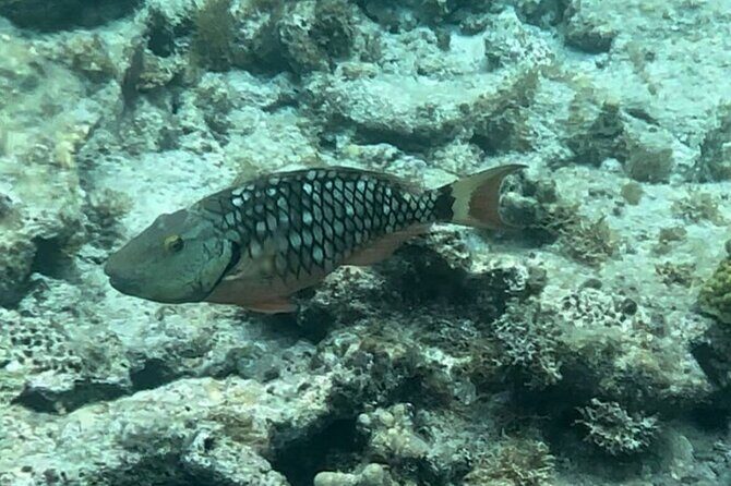 Sail and Snorkel Private Charter - Mid-Day Sail 1230pm to Sunset - Lovango and the kind of snorkeling it’s built for
