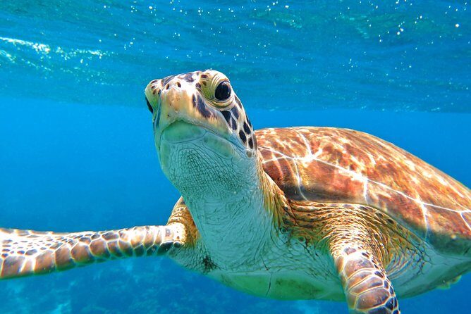 Sail/Snorkel Adventure from Sapphire Marina,STT NO CROWDS~ 6 GUEST MAX - Price and value: $159 feels fair because key costs are included