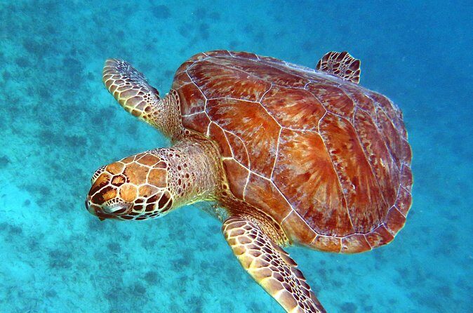 Small Group Sea Turtle Tour (Guaranteed to see turtles) - The snorkeling spot: calm water and reef life, not just turtles