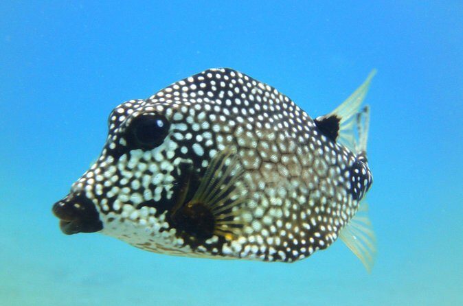 Snorkeling Adventure in St Thomas - Weather and backup plans: how to handle the unpredictable ocean