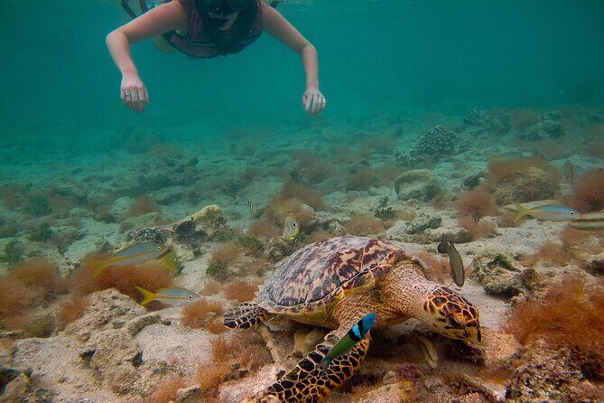 Snorkeling with Sea Turtles at St. Thomas - The guide factor: spotting skill plus safety basics