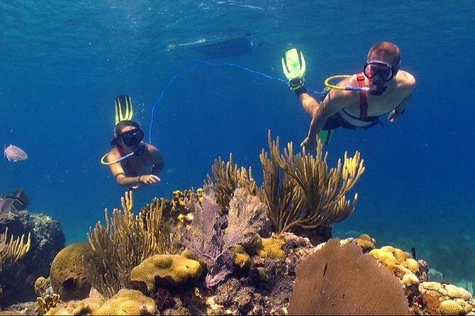 Snuba Adventure at Coral World Ocean Park - What you’ll actually see: coral, reef fish, and those close-up moments