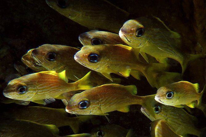 St Thomas Kayak and Sea Turtle Snorkel Excursion - Who this tour fits best in St Thomas (and who should skip it)