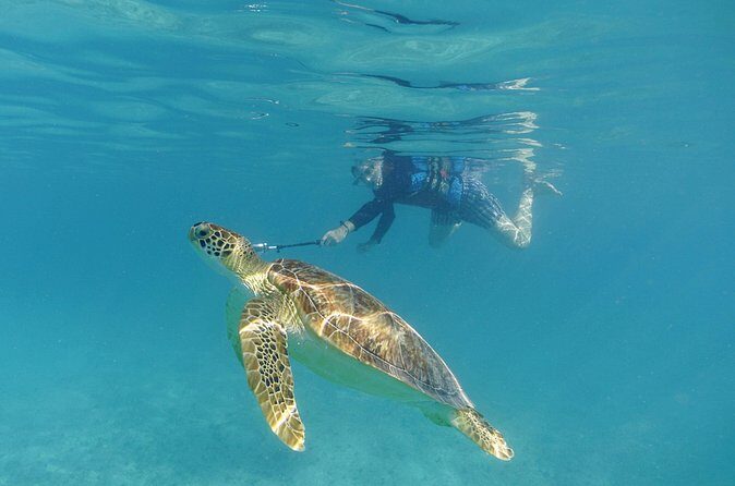St Thomas Sea Turtle Snorkel Kayak Adventure Tour - Kayak + Snorkel: A Day That’s Part Wildlife, Part Workout