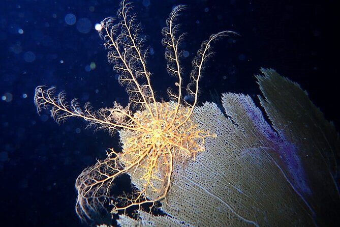 Sunset on the Water + Night Snorkeling with Guide in St. Thomas - What’s Included (and what it saves you from)