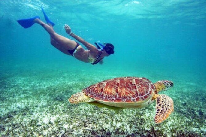 Turtle Snorkel Sail on Buck Island from Frenchman's Reef - Key Points You’ll Care About