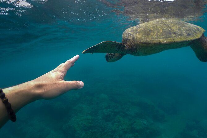 Turtle Snorkel Sail on Buck Island from Frenchman's Reef - Water Island After Snorkeling: Lunch Options and Beach Bar Energy